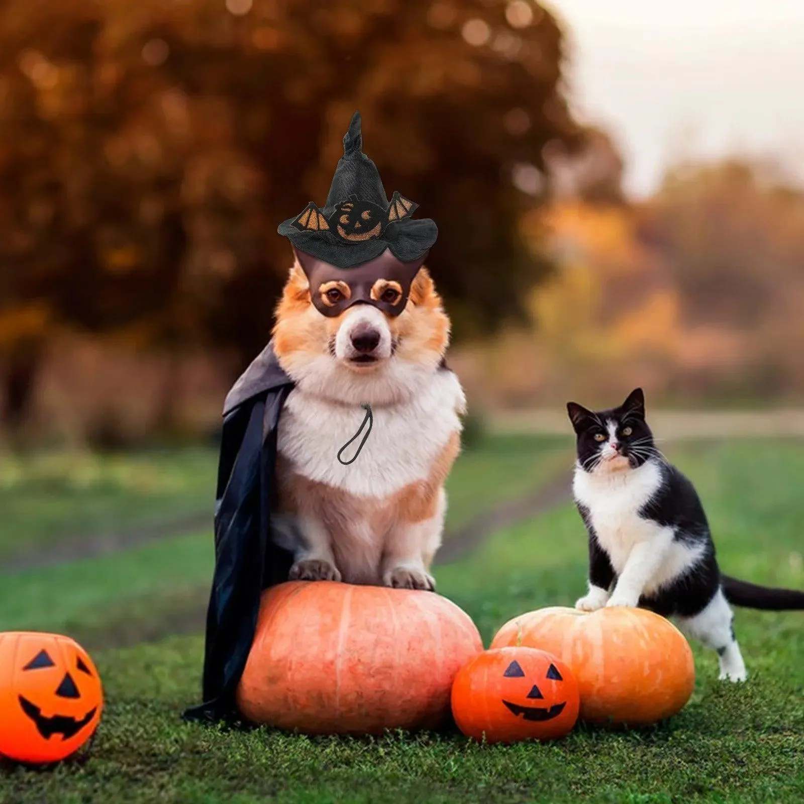 Halloween Dog Witch Hat