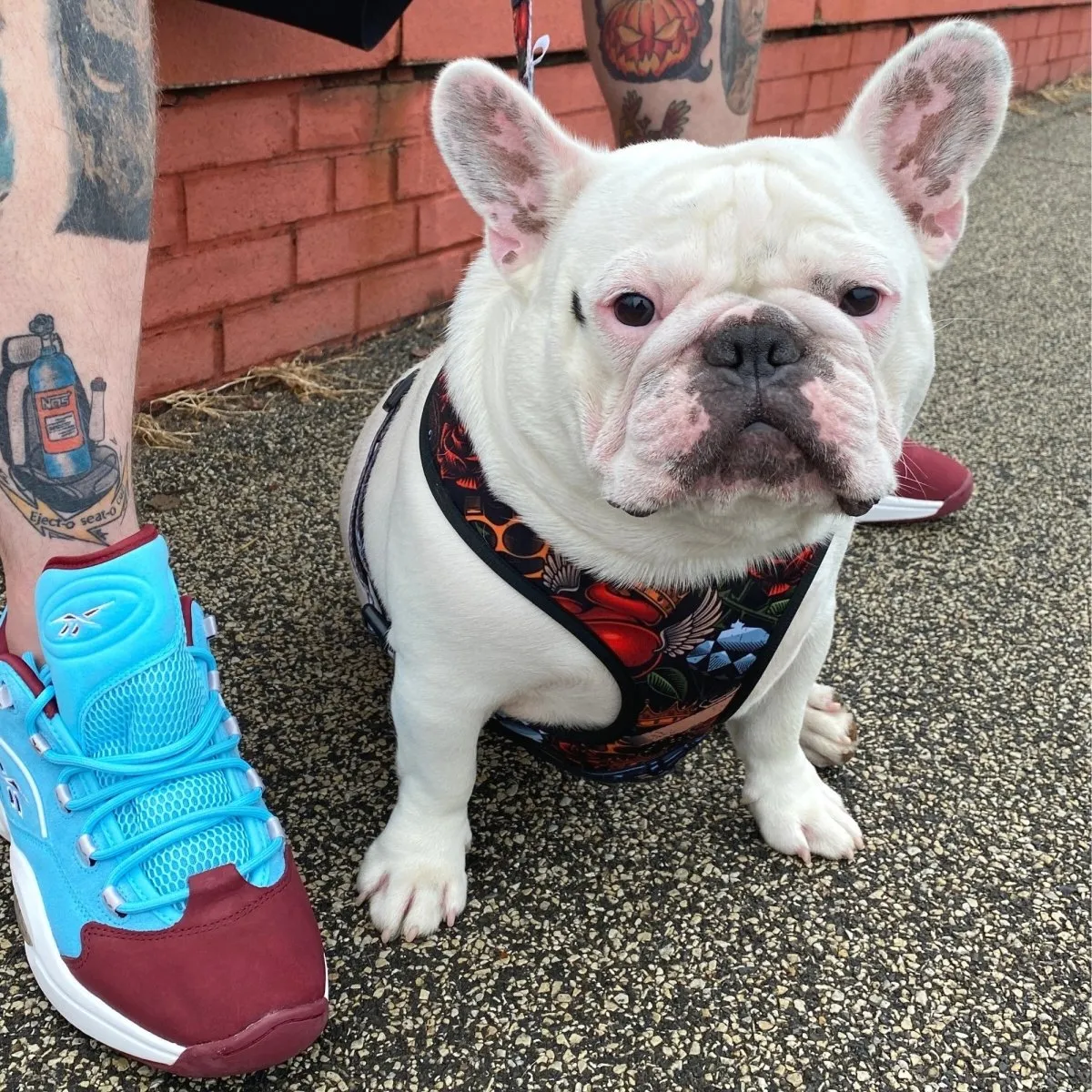 Tattoo Walking Bundle